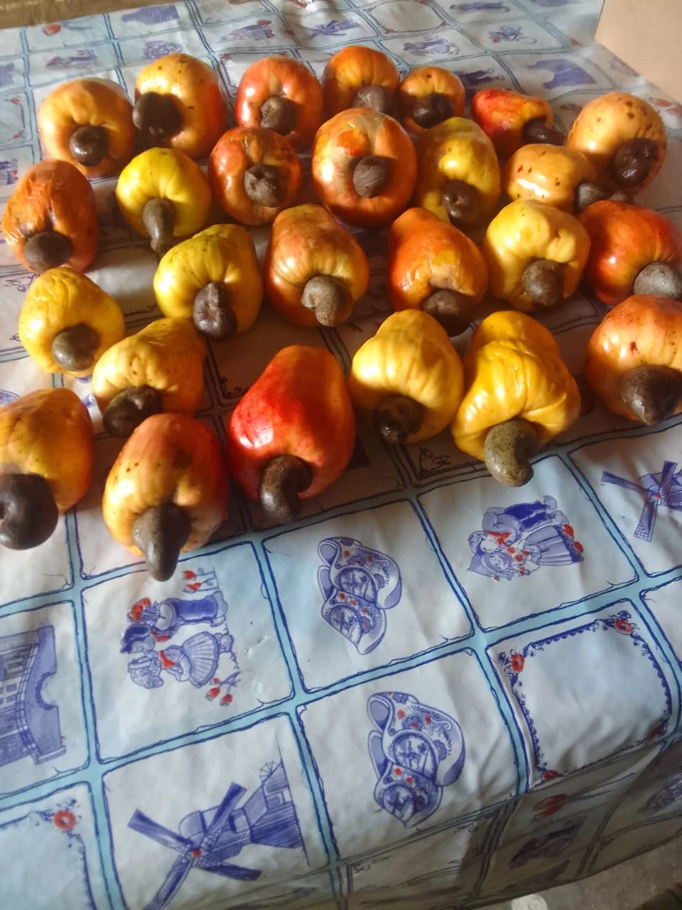cashew fruits