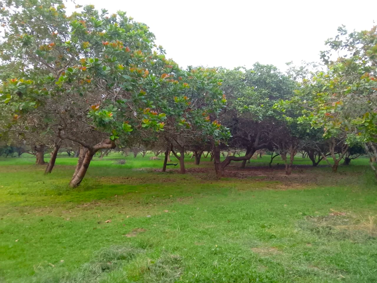 cashew farm yard