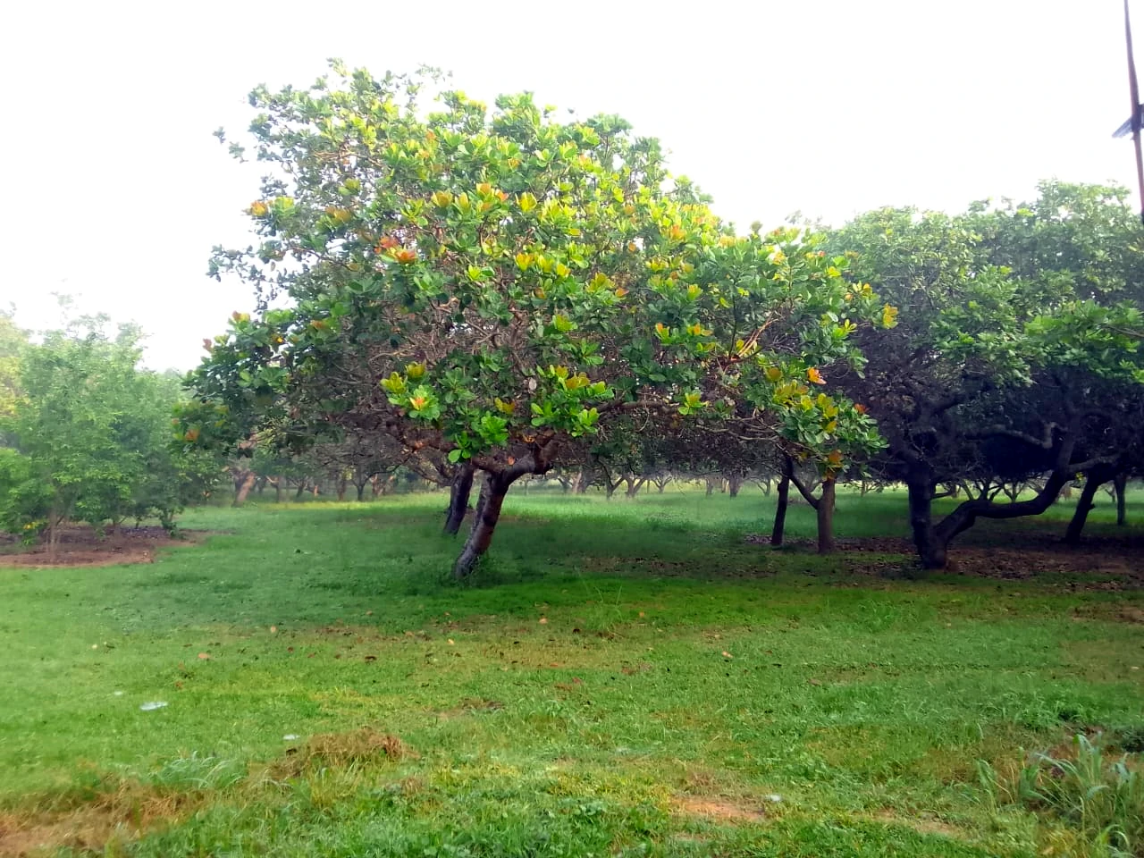 cashew farm yard