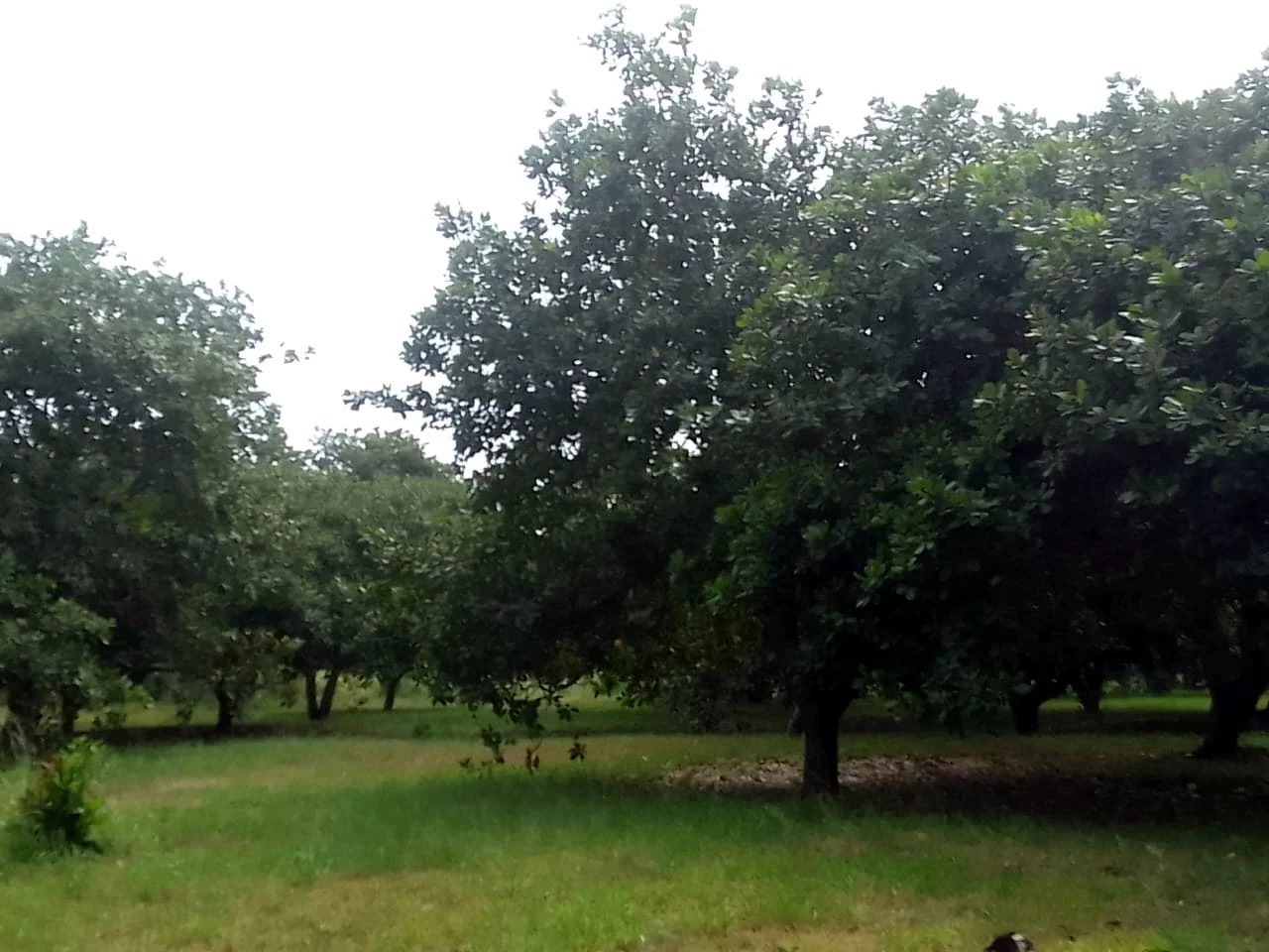 cashew farm yard
